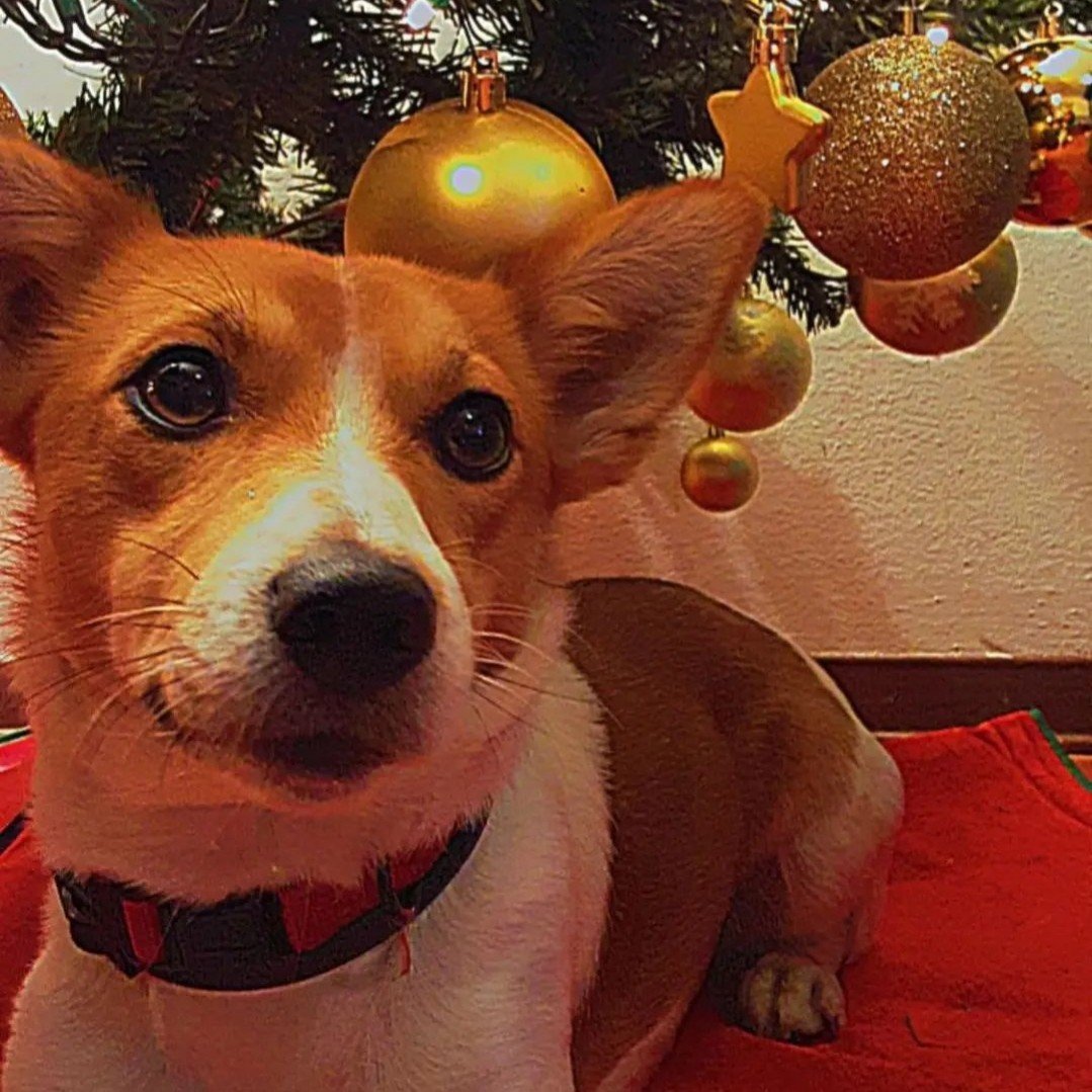 Laika