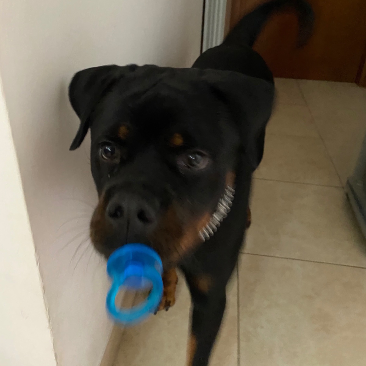Ho un amore inspiegabile per i miei ciucci🐾🐶