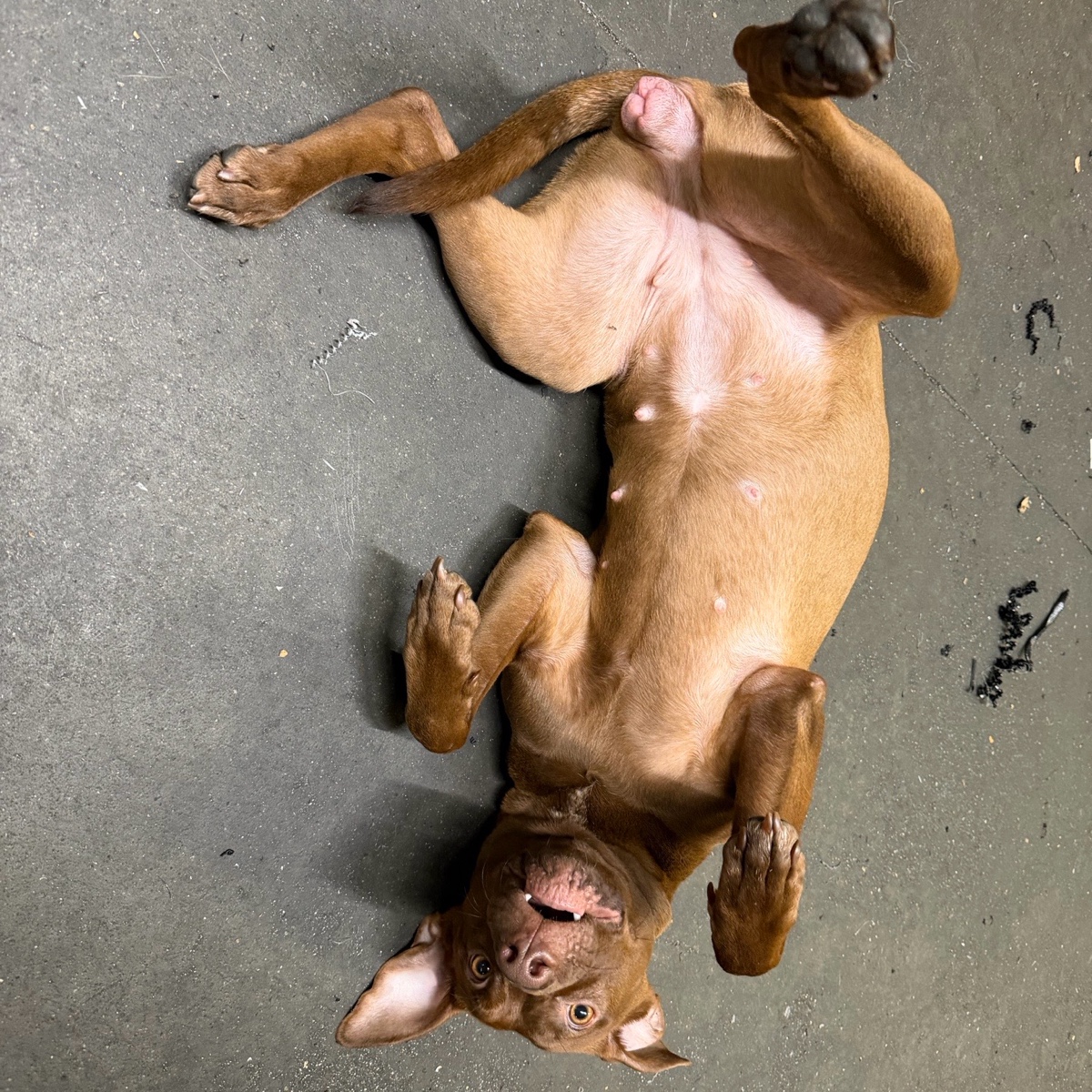 mascotte dell’officina