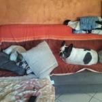 i padroni di casa