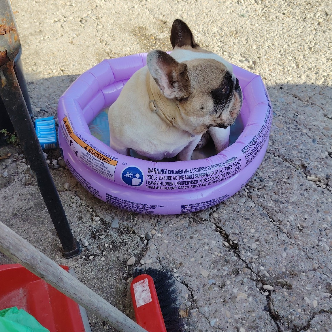 tusson in '' piscina''😂