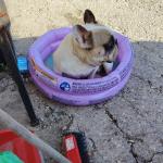tusson in '' piscina''😂