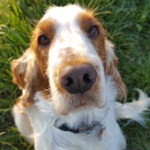 Bambù