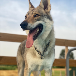 🥰🐺