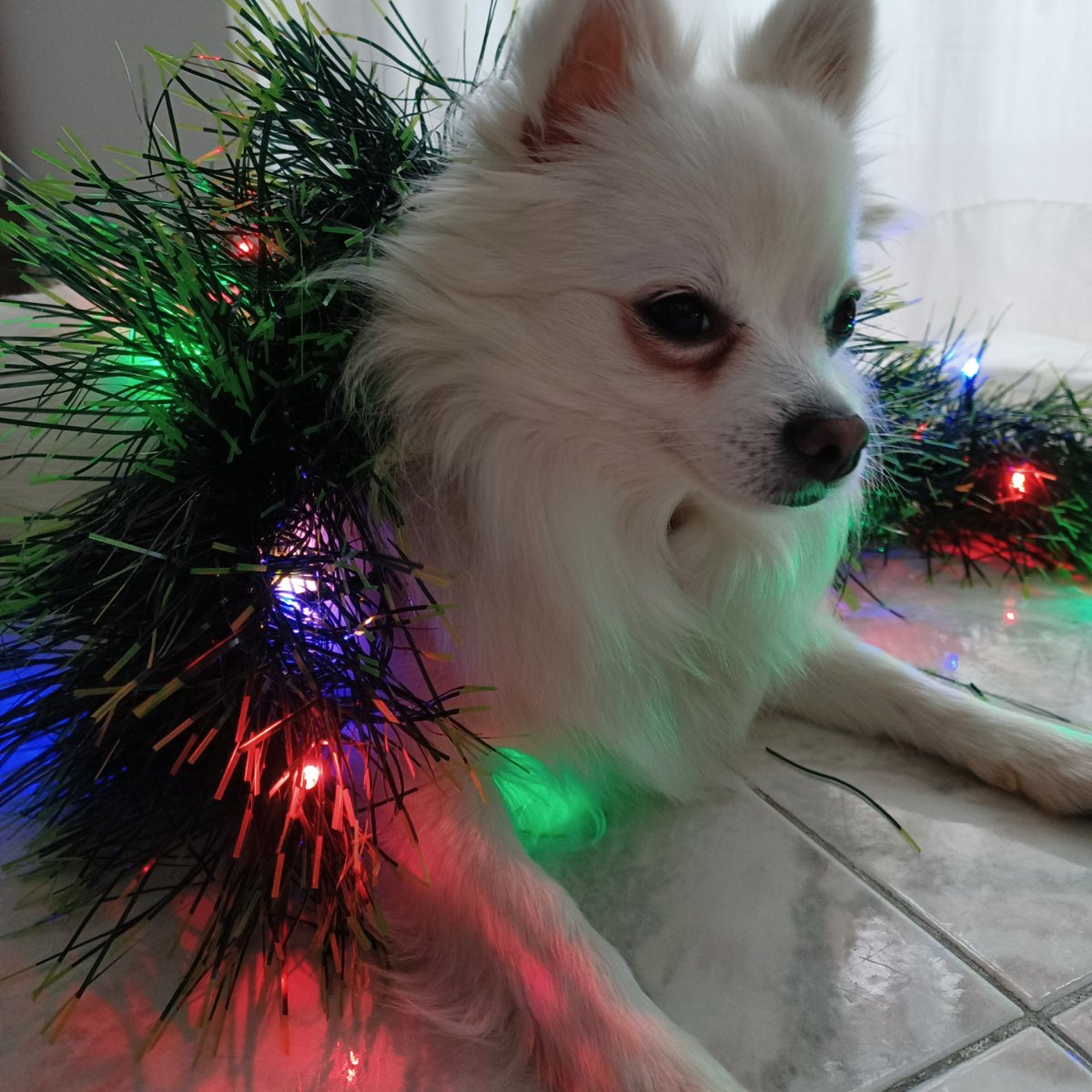 Milo