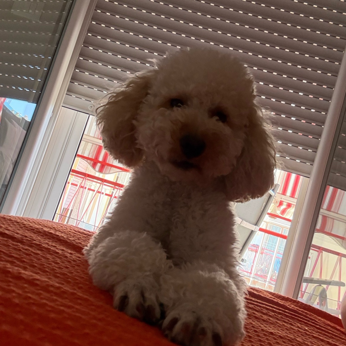 kiko