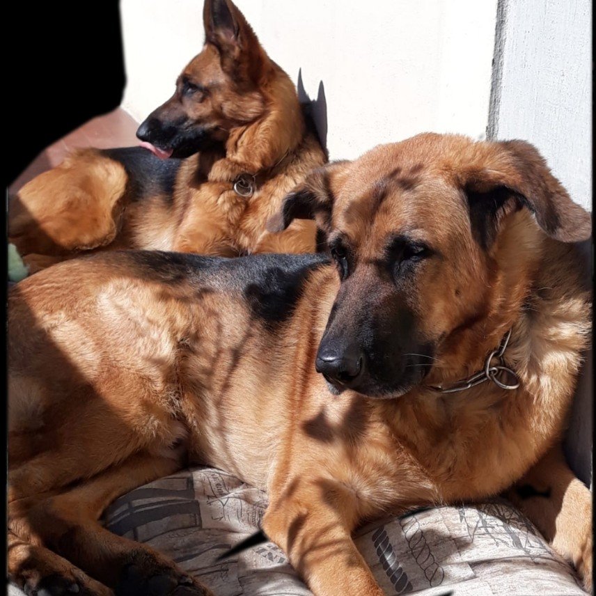Bonjovi e Nikita