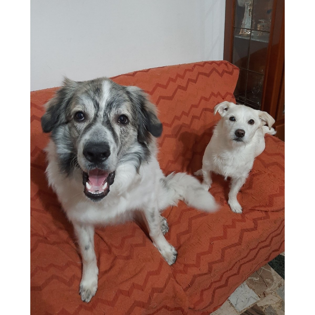 Baloo