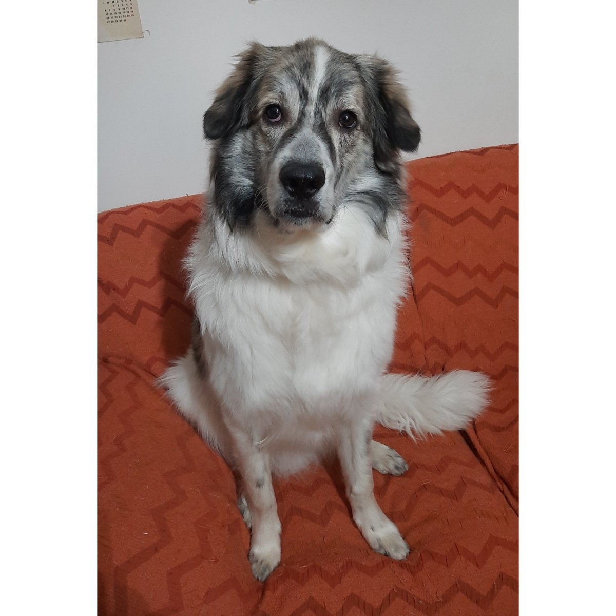 Baloo