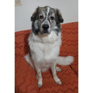 Baloo