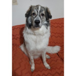 Baloo