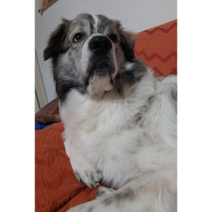 Baloo