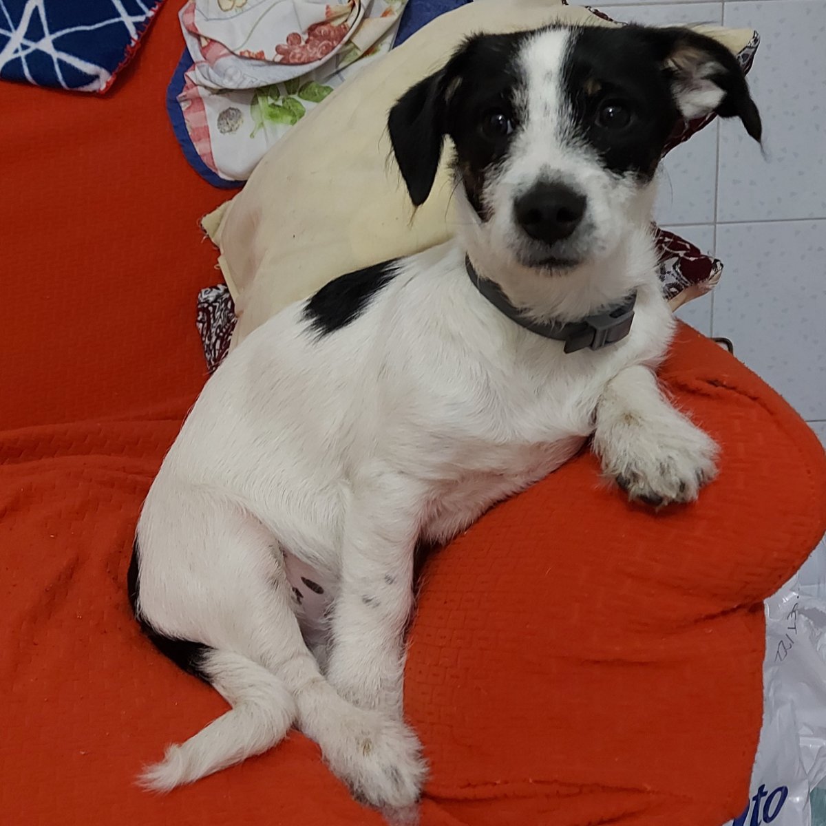 carlos