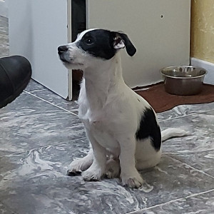 carlos