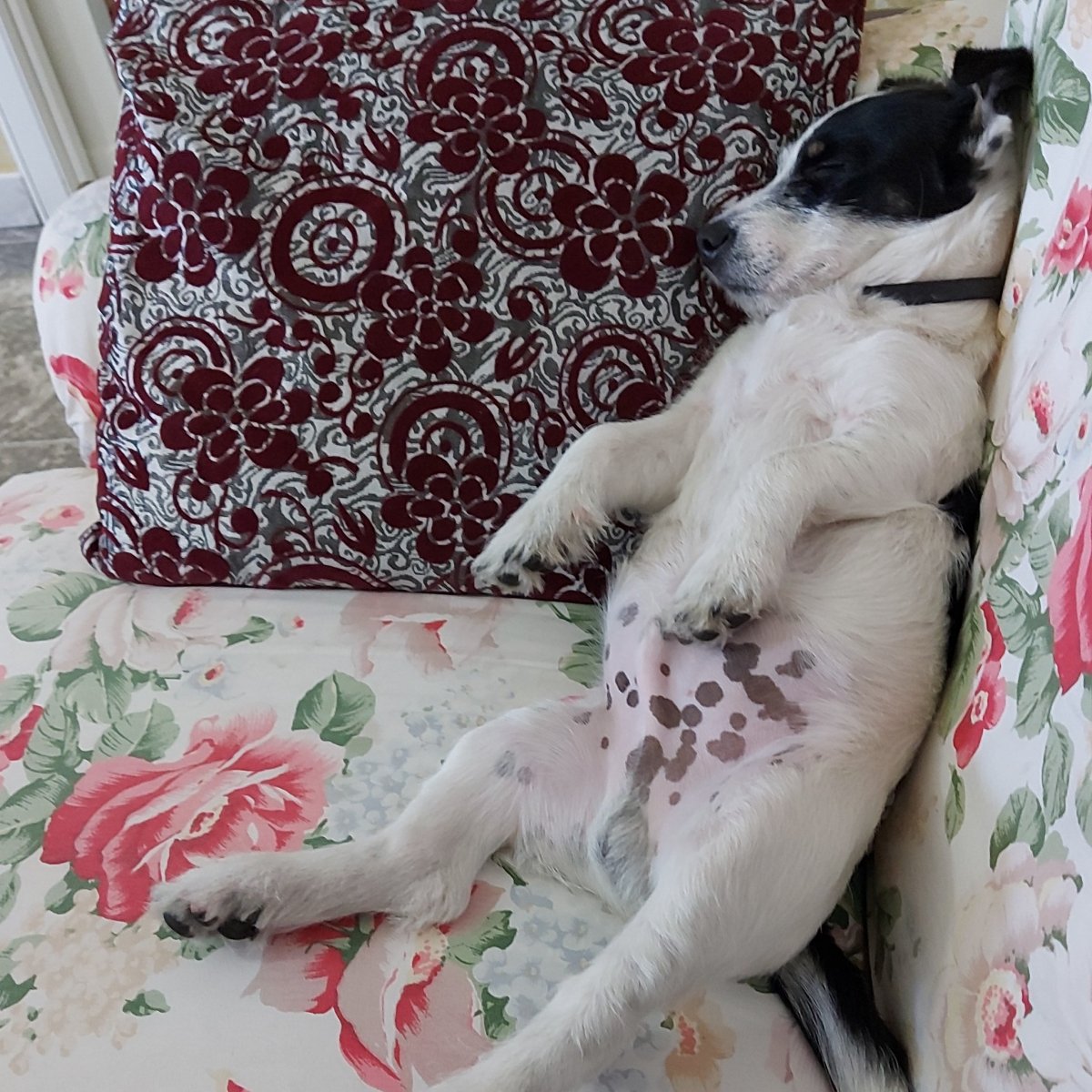 Amo dormire