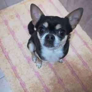 Pongo