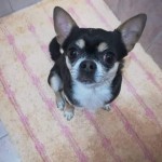Pongo