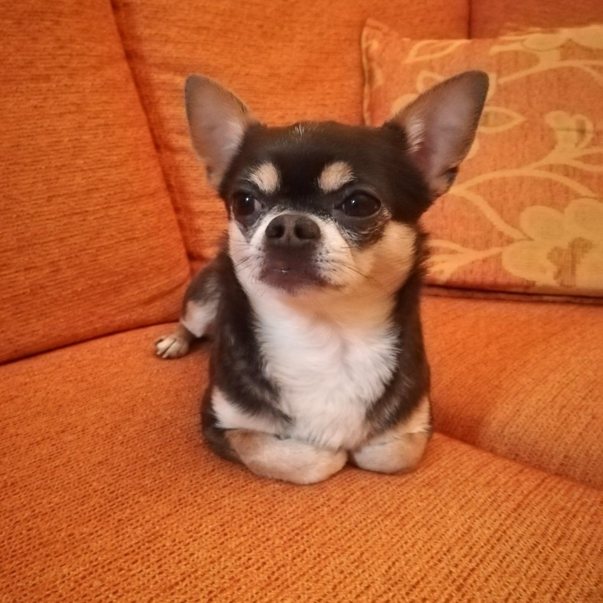 Pongo