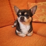 Pongo