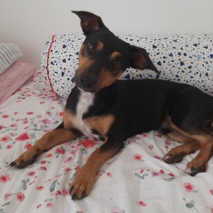 Otto