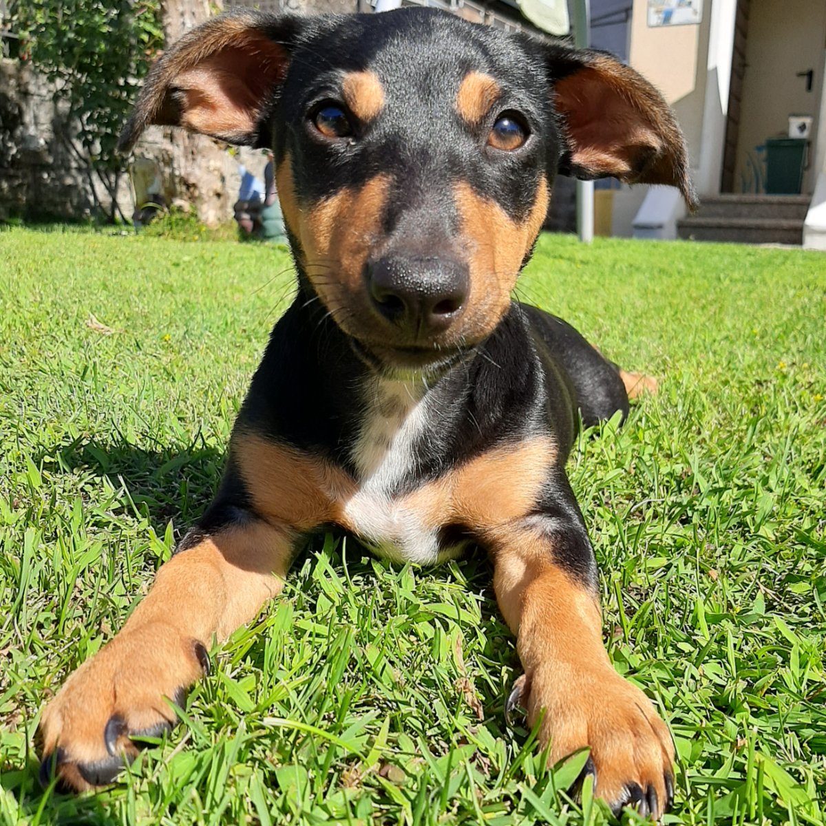 Otto