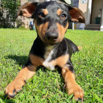 Otto