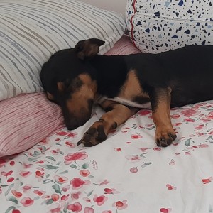 Otto