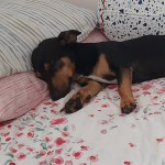 Otto