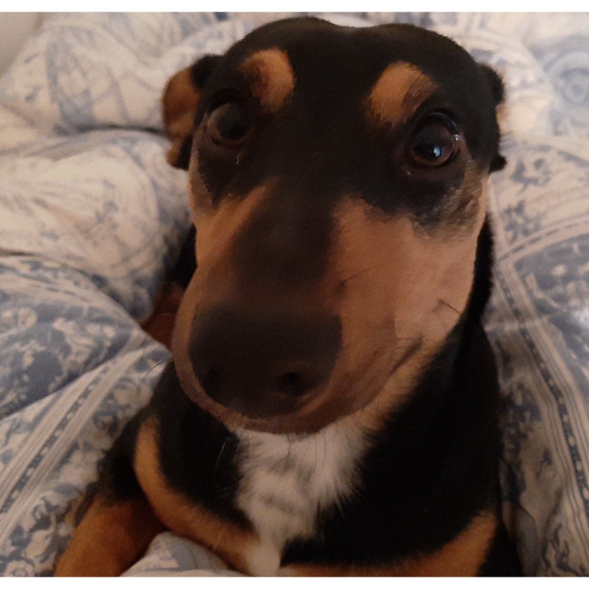 Otto