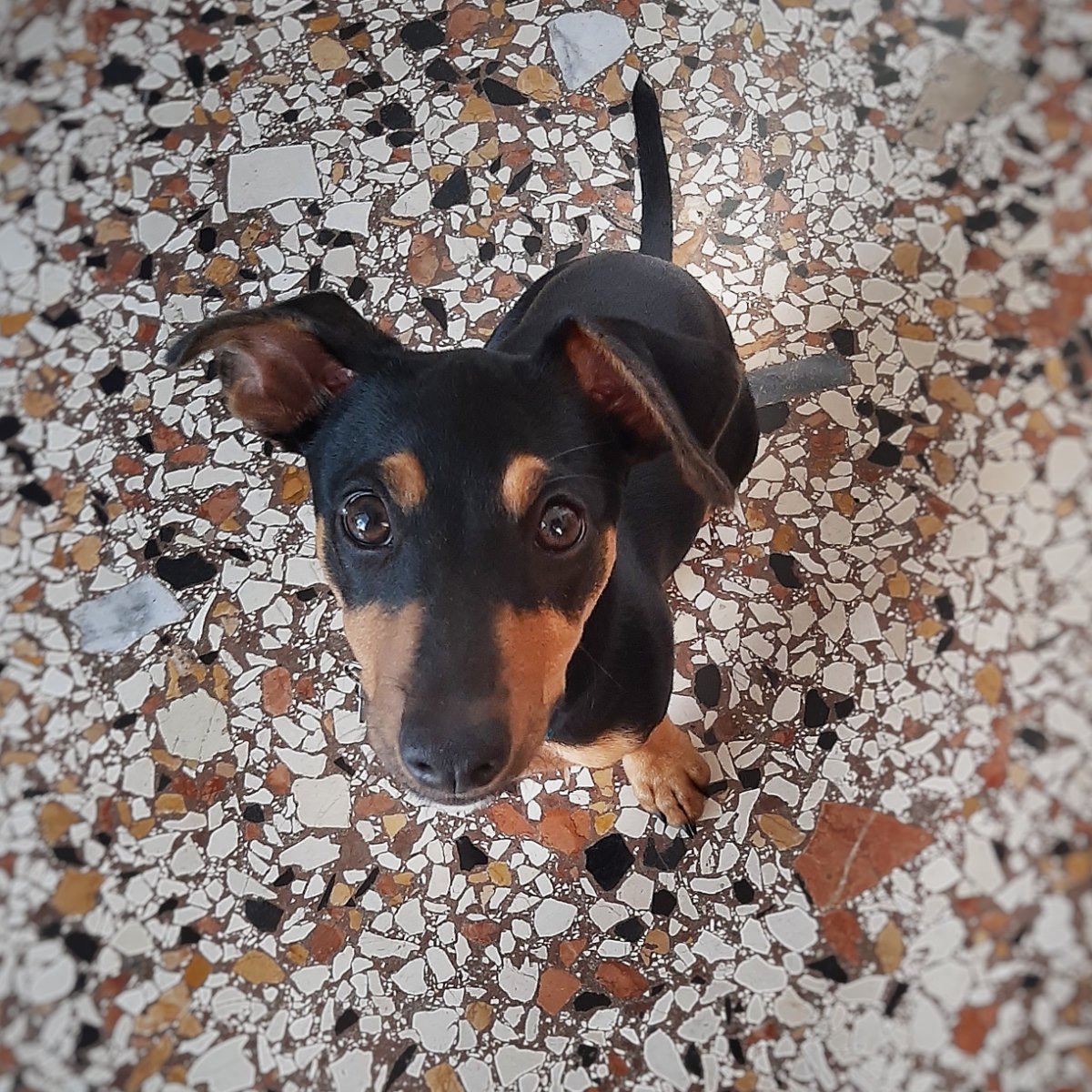 Otto