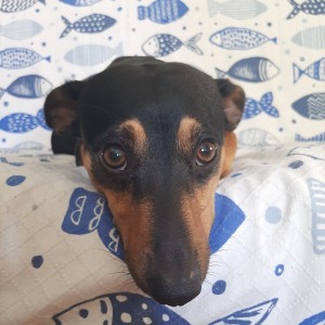Otto