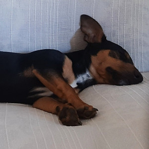 Otto