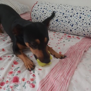 Otto