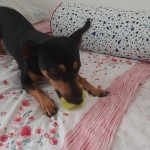 Otto