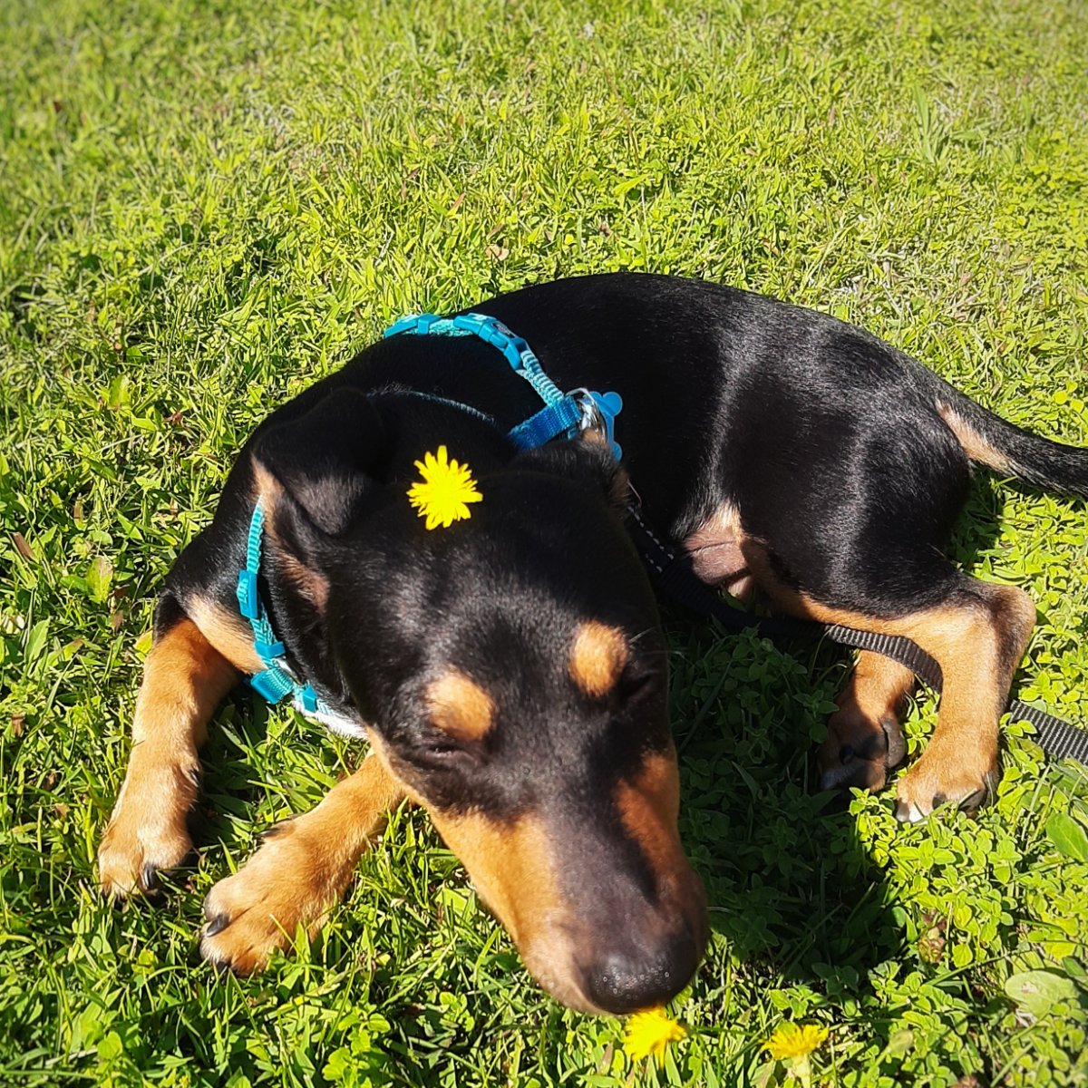 Otto