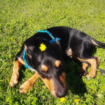 Otto