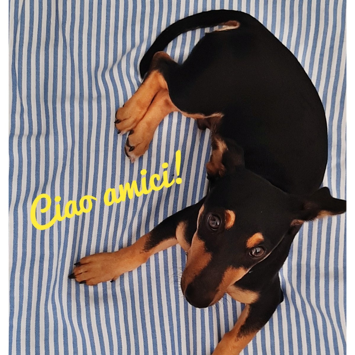 Otto