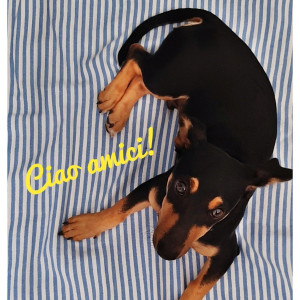 Otto
