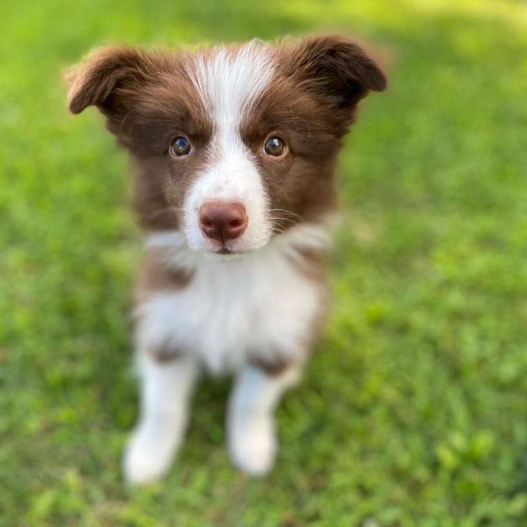 Otto