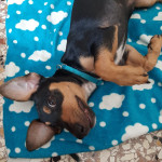 Otto