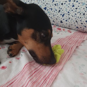 Otto