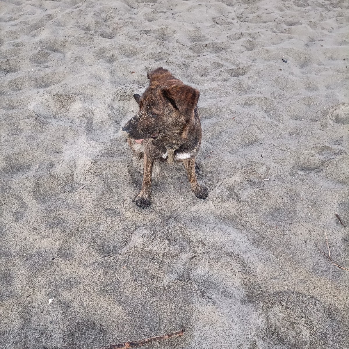 Leila