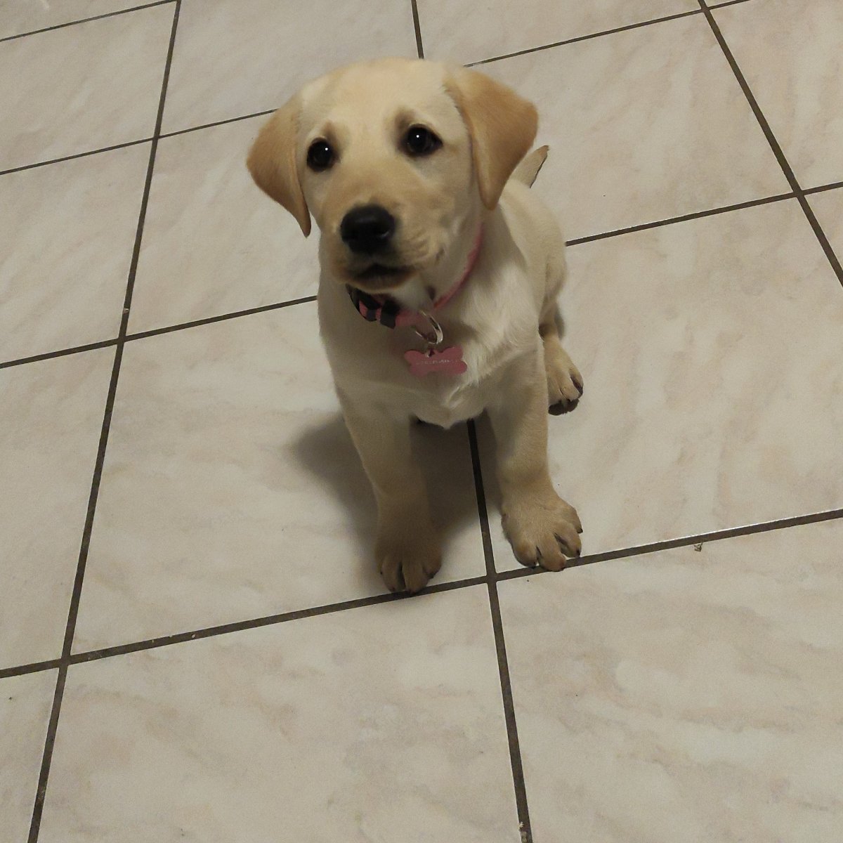 Arya