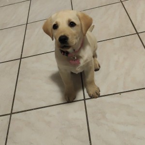 Arya