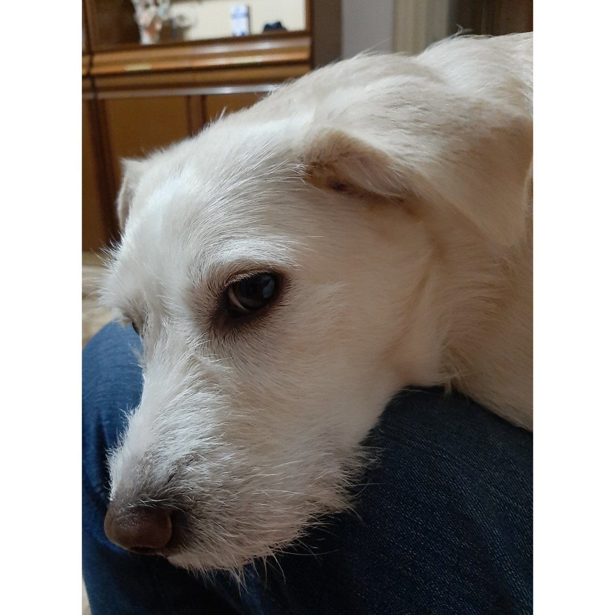 Laila