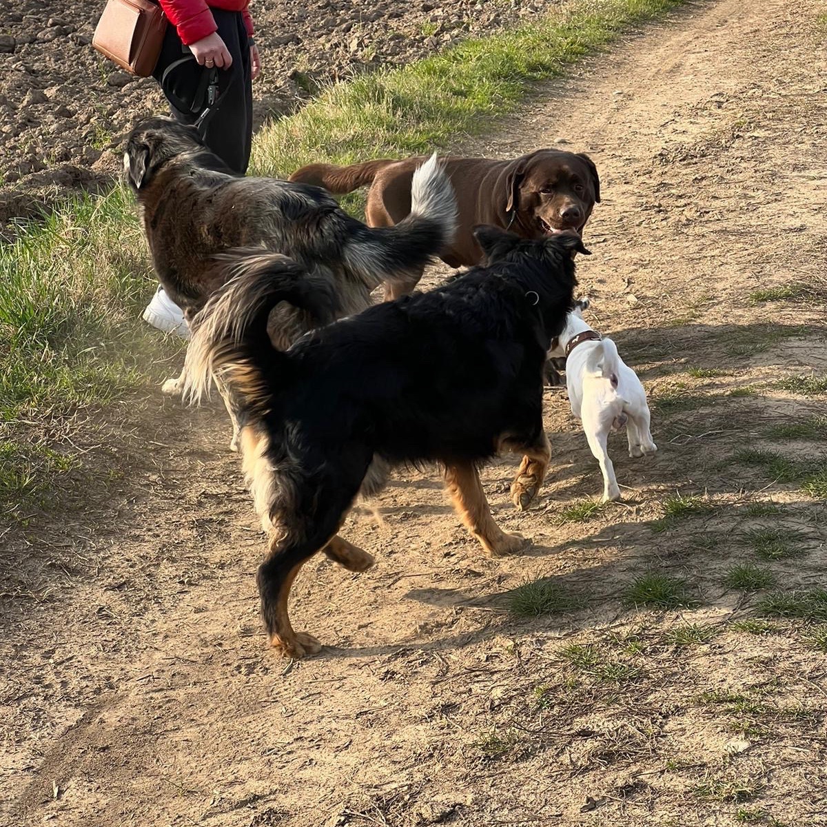 La gang dei pelosetti 🐶
