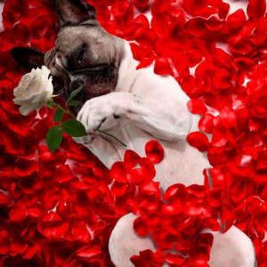 I’m your Valentine
