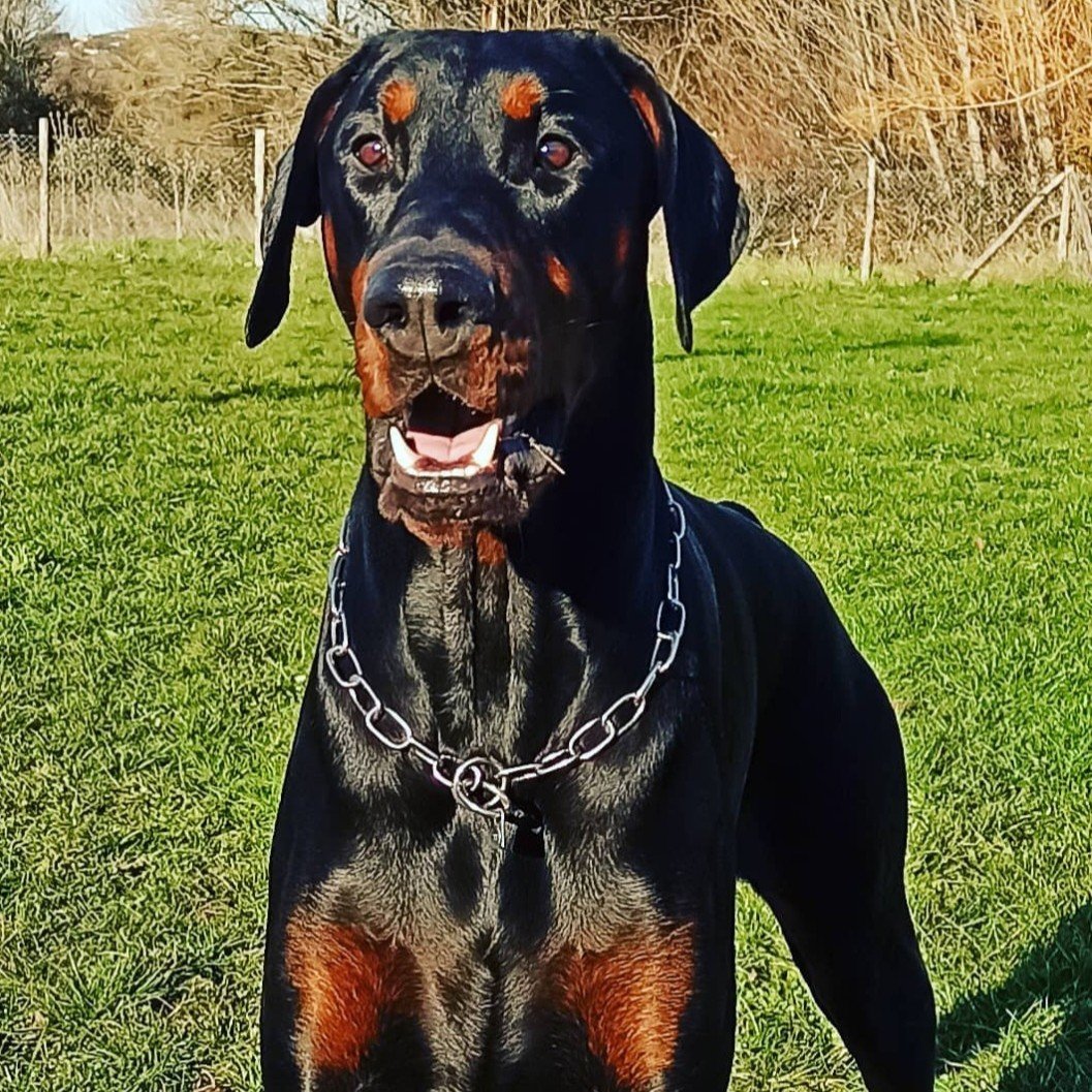 Dako