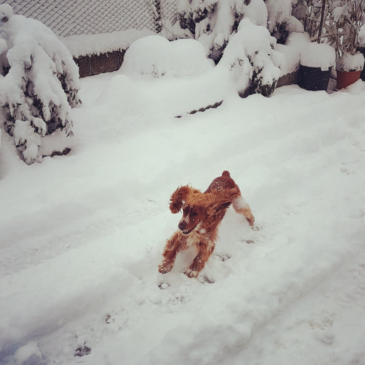 Gnomino e la neve 🐾❄