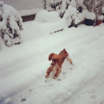 Gnomino e la neve 🐾❄